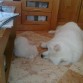 Nube y Trueno durmiendo